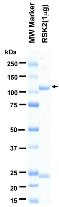 The purity was assessed by SDS-PAGE/CBB staining.